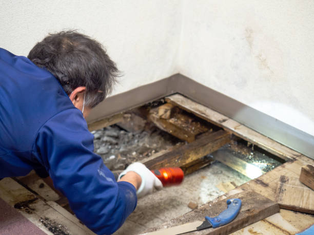 Best Mold Removal Near Me  in Waverly, MI