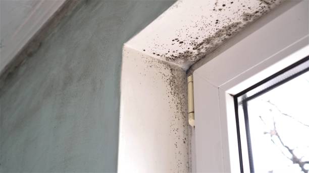 Best Mold Testing  in Waverly, MI