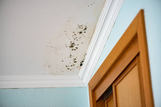 Best Local Mold Removal Service  in Waverly, MI