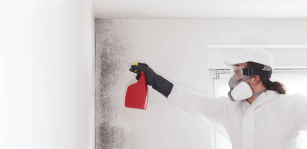 Best Emergency Mold Removal  in Waverly, MI