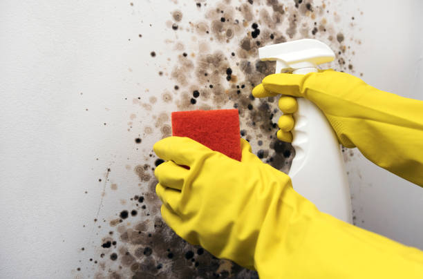 Best Same-Day Mold Removal  in Waverly, MI