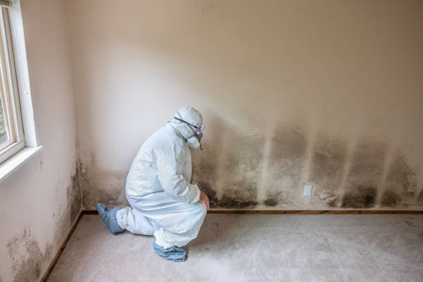 Best Black Mold Removal  in Waverly, MI