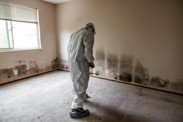 Best Mold Damage Repair  in Waverly, MI