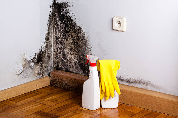 Best Mold Removal Company Near Me  in Waverly, MI