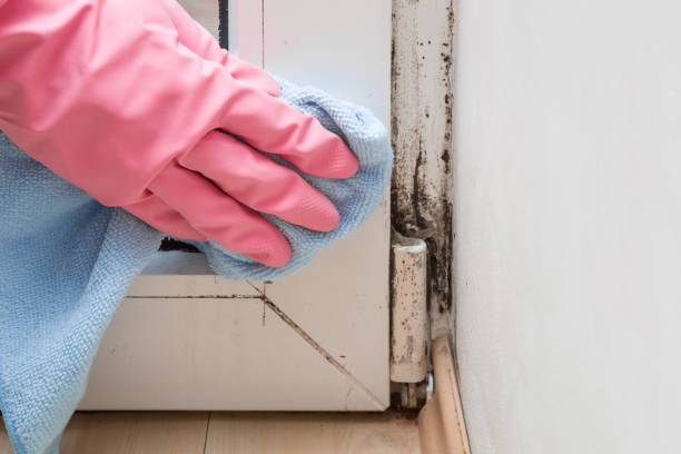 Best Mold Inspection  in Waverly, MI