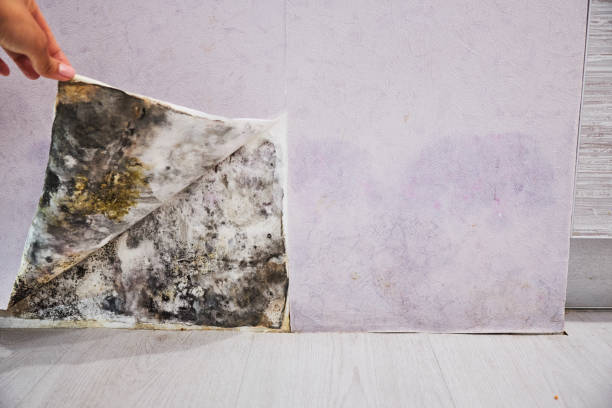 Best Affordable Mold Removal  in Waverly, MI